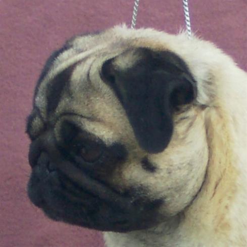 Fancy head shot
